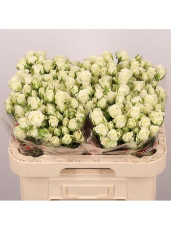 R TR SNOWFLAKE 60CM