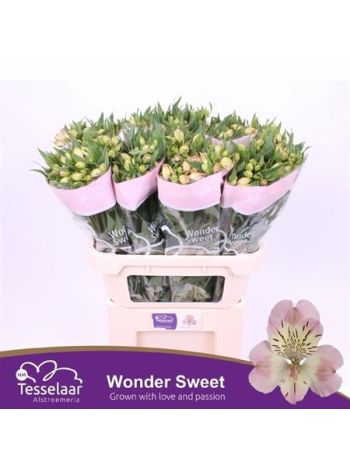 ALSTR WONDER SWEET
