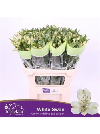 ALSTR WHITE SWAN
