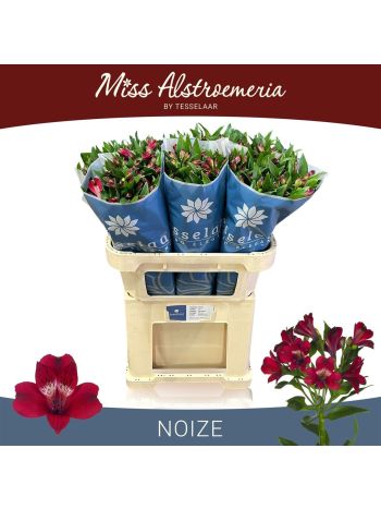 ALSTR NOIZE