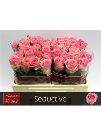 R GR5 SEDUCTIVE@