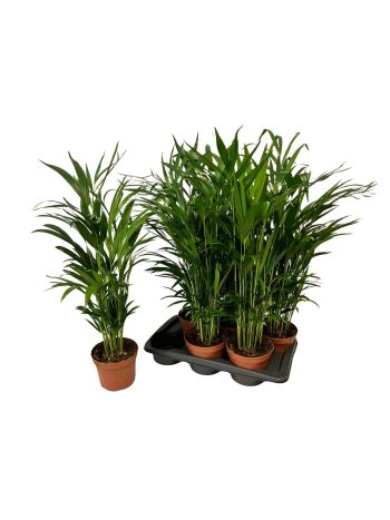 DYPSIS LUTESCENS