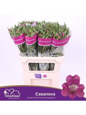 ALSTR CASANOVA