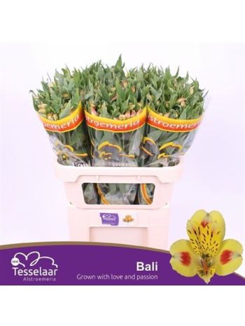 ALSTR BALI