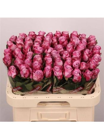 R GR MARITIM 60CM
