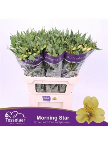 ALST MORNING STAR