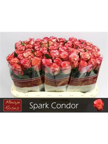 R GR SPARK CONDOR 60CM