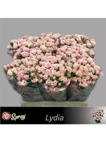 R TR LYDIA 60CM