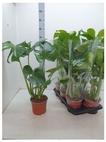 MONSTERA DELICIOSA