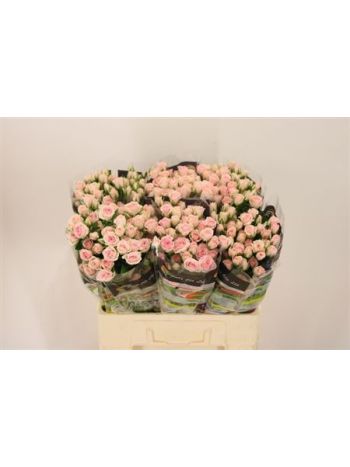 R TR SEVERINA 60CM