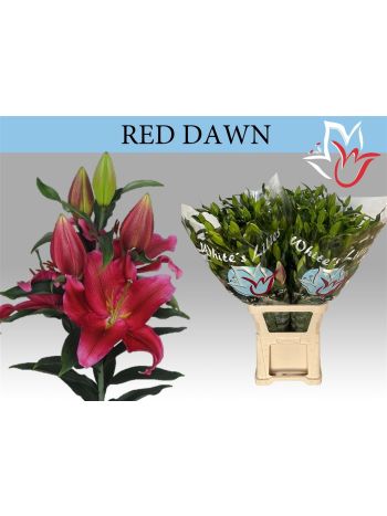 LI OR RED DAWN