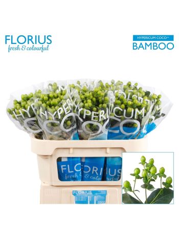 HYP COCO BAMBOO 70CM