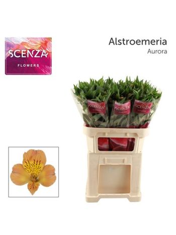 ALSTR AURORA