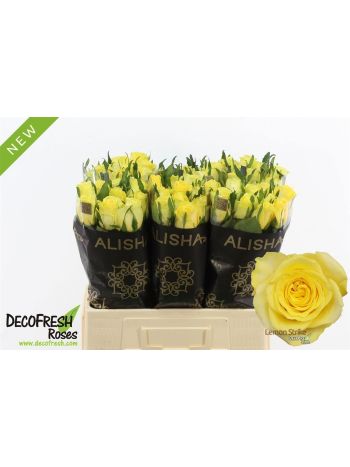 R GR LEMON STRIKE 60CM