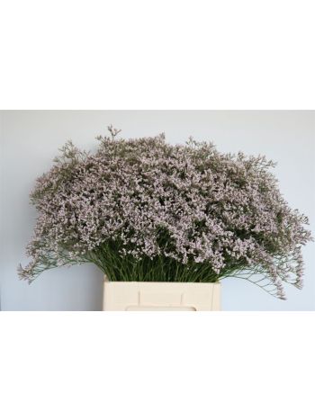LIM TALL P EMILLE 70CM
