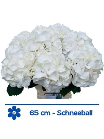 HYDR M SCHNEEBALL 65CM