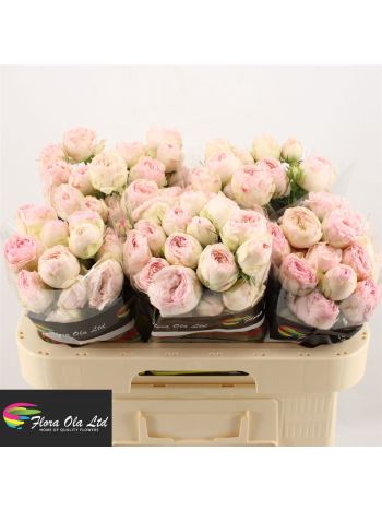 R TR MANSFIELD PARK 60CM