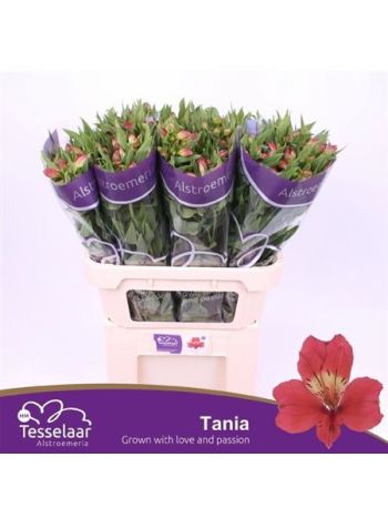 ALSTR TANIA