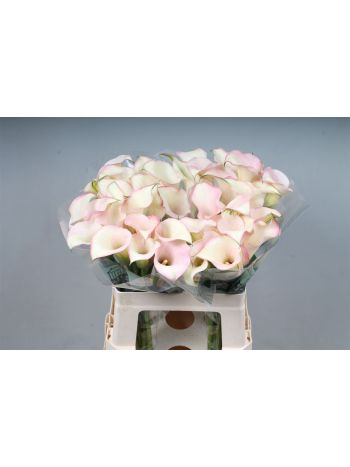 ZANT CAPT ROSETTE 60CM