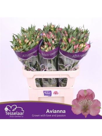 ALSTR AVIANNA