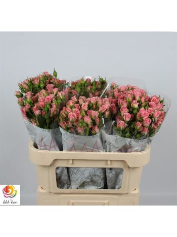 R TR ODILIA 70CM