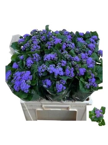 AGER H BLUE PLANET