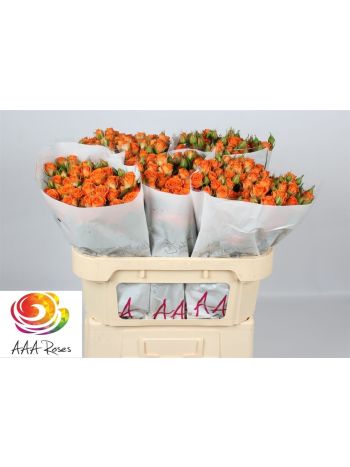 R TR PICANTO 70CM