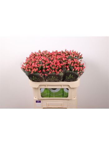 HYP SISU FLIRT 70CM