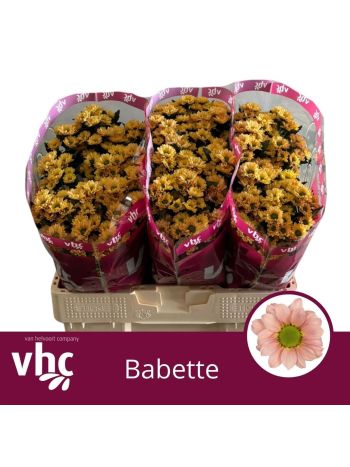 CHR SAN BABETTE
