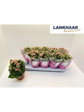 KAL ROSALIE PERF PINK