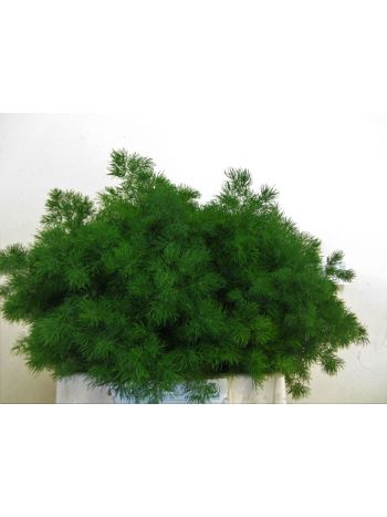 ASP UMBELLATUS 40CM