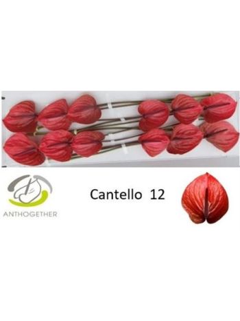 ANTH A CANTELLO *12