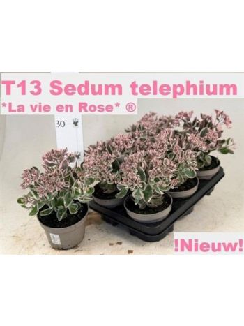 SEDUM TE VIE EN ROSE