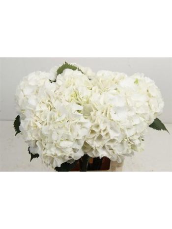 HYDR M WHITE VERENA 60CM