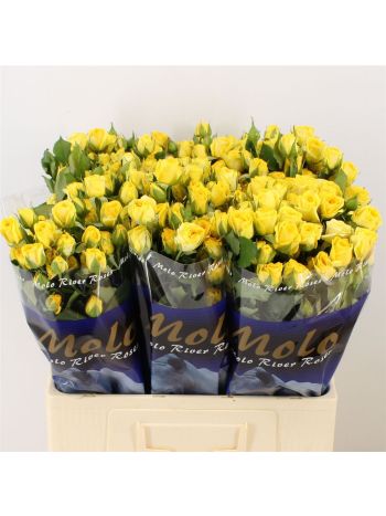 R TR GOLDEN BLOSSOMS 60CM
