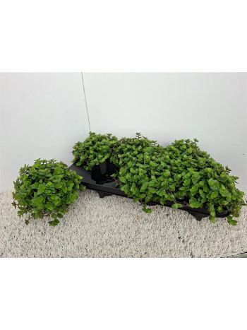 CALLISIA REPENS