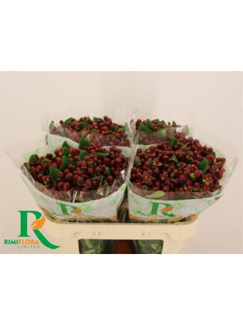 HYP MAG CHERRY 70CM