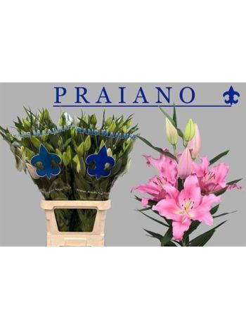 LI OR PRAIANO