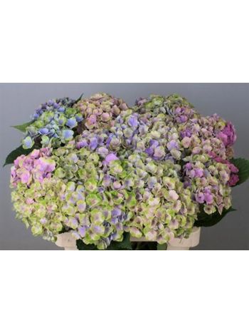 HYDR M MAG AMETHYST 60CM