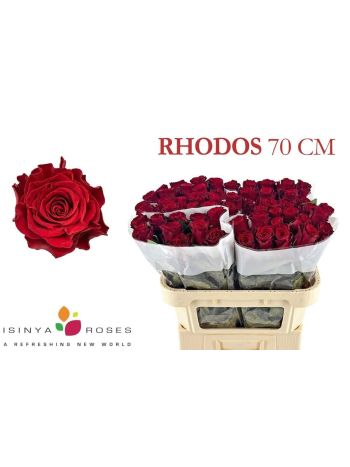 R GR RHODOS 70CM