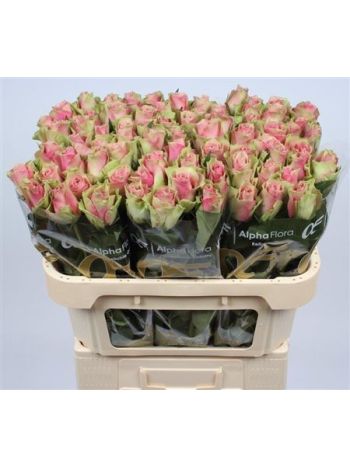 R GR BELLE ROSE 70CM