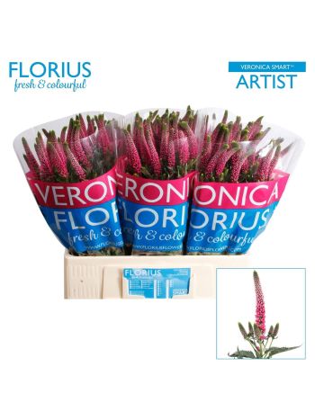 VERON SMART ARTIST