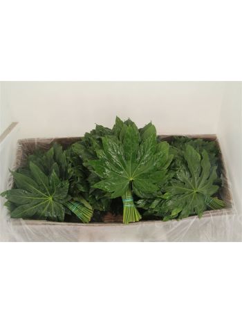 ZO ARALIA EXTRA *20