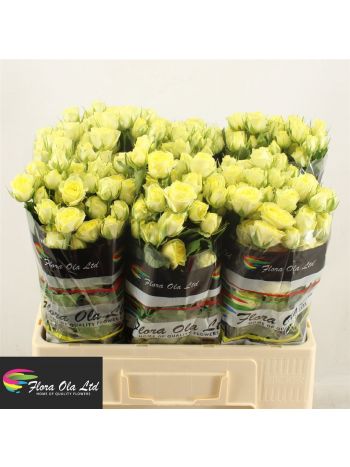 R TR WEDDING INVITE 60CM *60