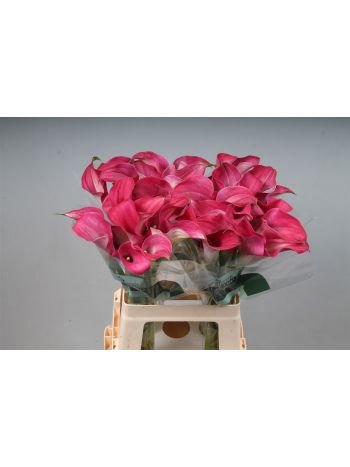 ZANT CAPT ROMANCE 65CM