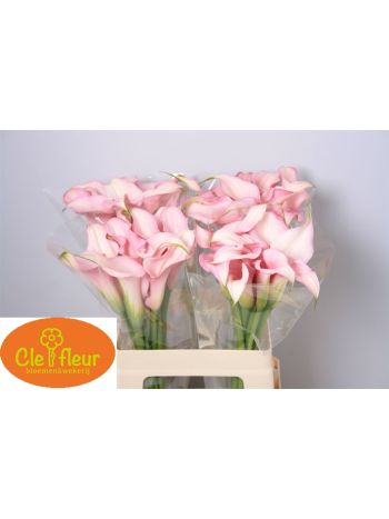 ZANT PINK DESIGN 60CM