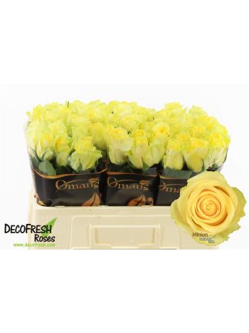 R GR5 MINION ROSE