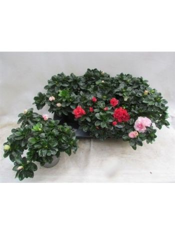 RHODO SI VOGEL GEM