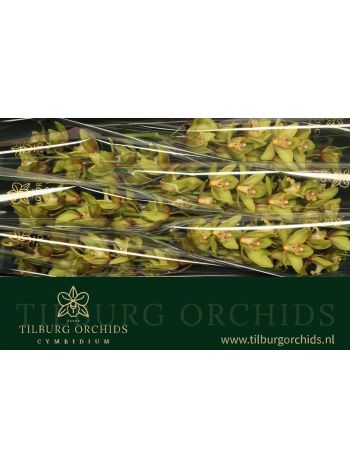 CYMB T *6 BONNY - GREEN