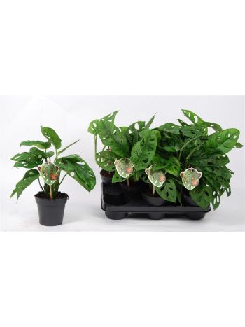 MONSTERA OBLIQUA